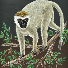 Melanie Conrad Title: Vervet Monkey