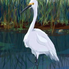 Sam LaFever Title: Snowy Egret