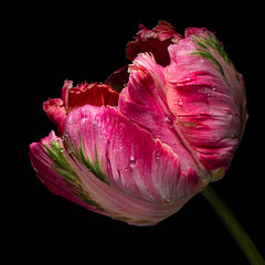 Ann Fulcher Title: Preppy Tulip