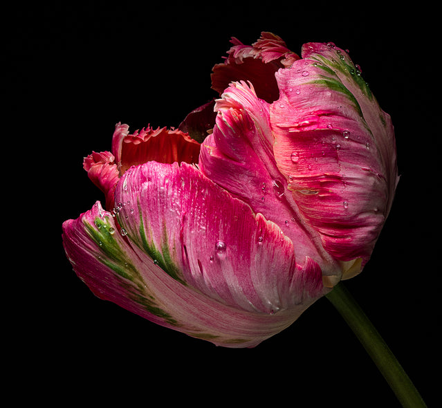 Ann Fulcher Title: Preppy Tulip