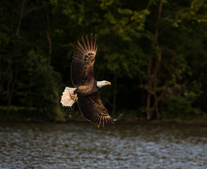 Ann Fulcher Title: Breakfast Run