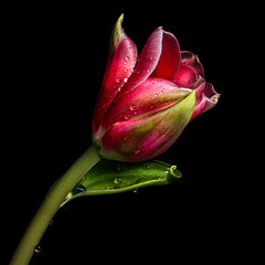 Ann Fulcher Title: Nature's Flourish