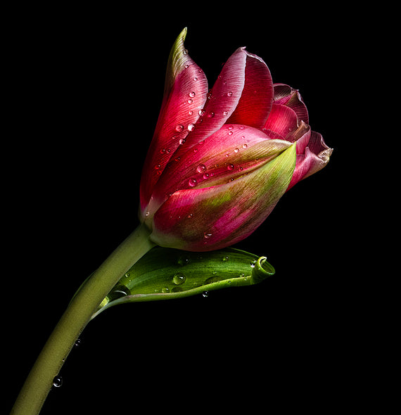 Ann Fulcher Title: Nature's Flourish