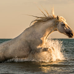 Ann Fulcher Title: Rising from the Sea