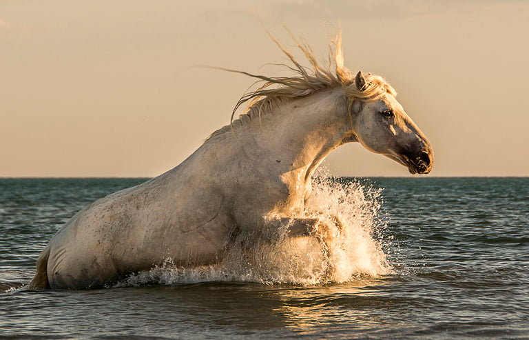 Ann Fulcher Title: Rising from the Sea