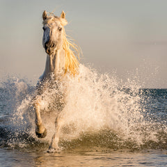 Ann Fulcher Title: Stallion on the Beach