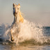Ann Fulcher Title: Stallion on the Beach