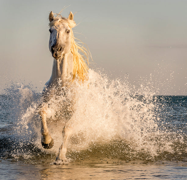 Ann Fulcher Title: Stallion on the Beach