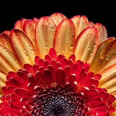 Ann Fulcher Title: Sunrise