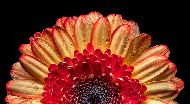 Ann Fulcher Title: Sunrise