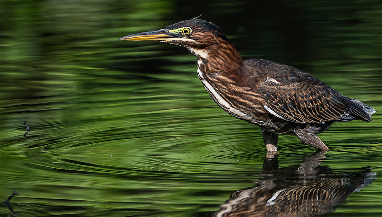 Ann Fulcher Title: Surrounded by Green