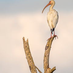 Ann Fulcher Title: The Lookout