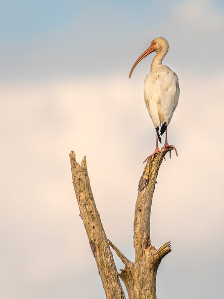 Ann Fulcher Title: The Lookout