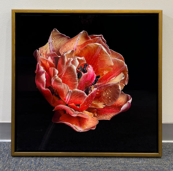 Ann Fulcher Title: Unfolding Beauty