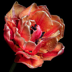 Ann Fulcher Title: Unfolding Beauty