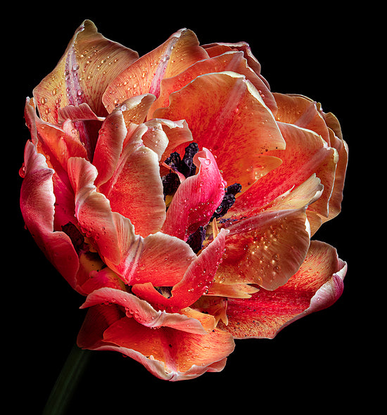 Ann Fulcher Title: Unfolding Beauty