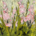 Bennett, Joan title: Delight in Pink
