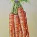 Beverley Jane Collection: Vegetables