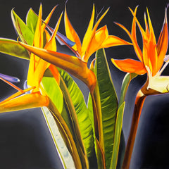 Terry Lacy Title: Birds of Paradise