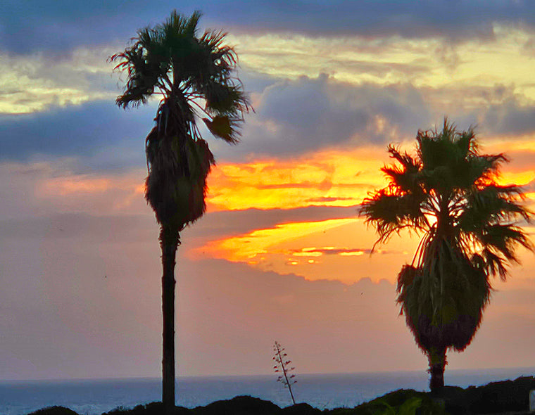 Bob Ledman Title: Palm Tree Sunset