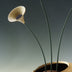 Bushman, David title: Floral Muse
