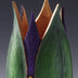 Bushman, David Title: Opening Lily Bud