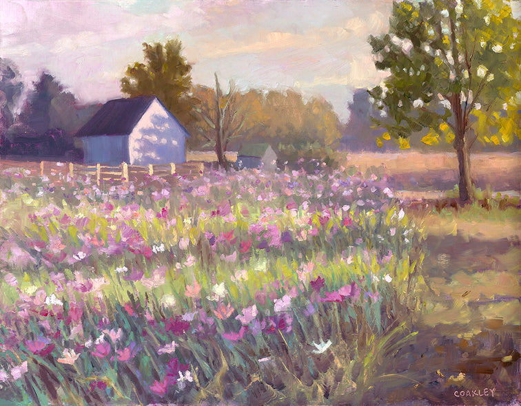 Coakley Brown Title: Golden Hour Among the Cosmos