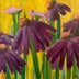 Crews, Emily Title: Echinacea in the Wind