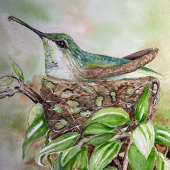 Dale Berry Title: Anna's Nesting Hummingbird
