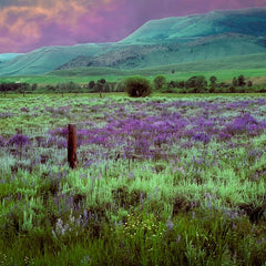 David Goss Title: Colorado Meadow