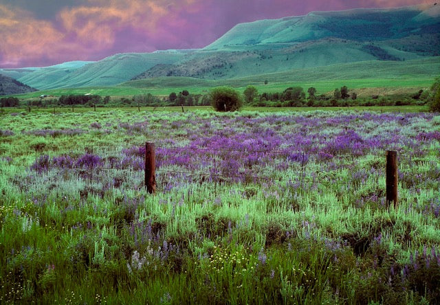 David Goss Title: Colorado Meadow
