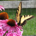 Ely, Barbara  Title: Garden Royalty