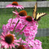Ely, Barbara  Title: Garden Royalty