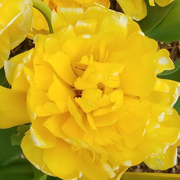 Ely, Barbara  Title: Golden Ruffles