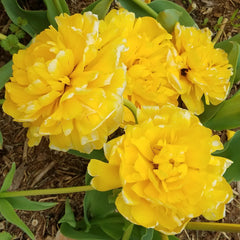 Ely, Barbara  Title: Golden Ruffles