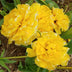 Ely, Barbara  Title: Golden Ruffles