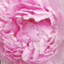Ely, Barbara  Title: Petal Upon Petal