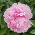 Ely, Barbara  Title: Petal Upon Petal