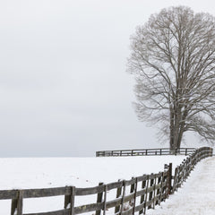 Evans, Martin Title: Branches and Barrier