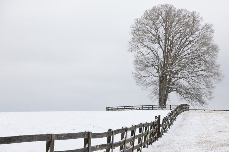 Evans, Martin Title: Branches and Barrier