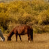 Evans, Martin title: Equine Bliss