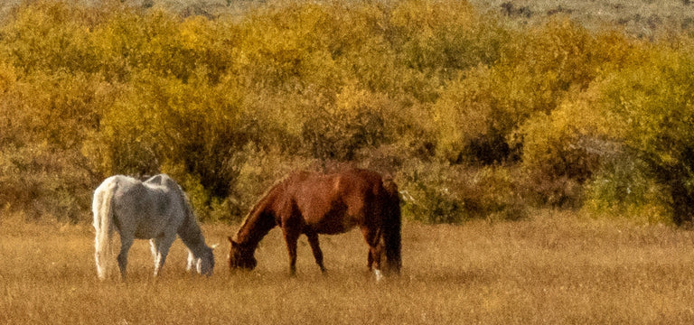 Evans, Martin title: Equine Bliss