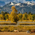 Evans, Martin title: Equine Bliss