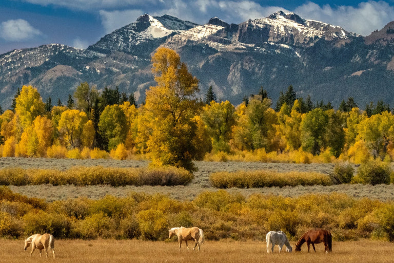 Evans, Martin title: Equine Bliss