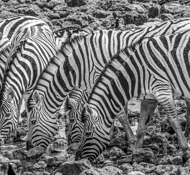 Evans, Martin Title: Eyes and Stripes