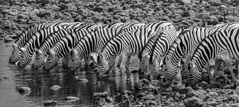 Evans, Martin Title: Eyes and Stripes