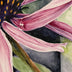 Flannagan, Kathleen  title: Explorers of Echinacea
