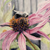 Flannagan, Kathleen  title: Explorers of Echinacea