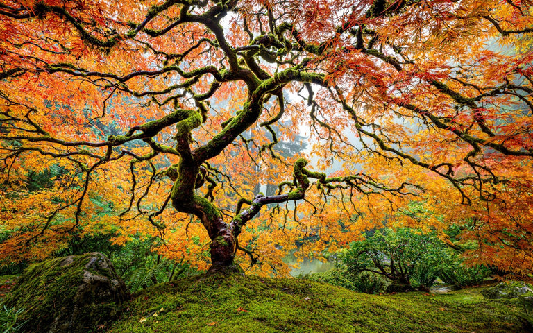 Franta, Darron Title: Glorious