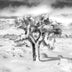 Franta, Darron Title: I Heart Joshua Trees